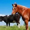 бычков 400+  коров быков в Казани