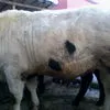 продаю бычков высшей упитанности 450+ в Канаше 2