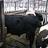 продаю бычков высшей упитанности 450+ в Канаше