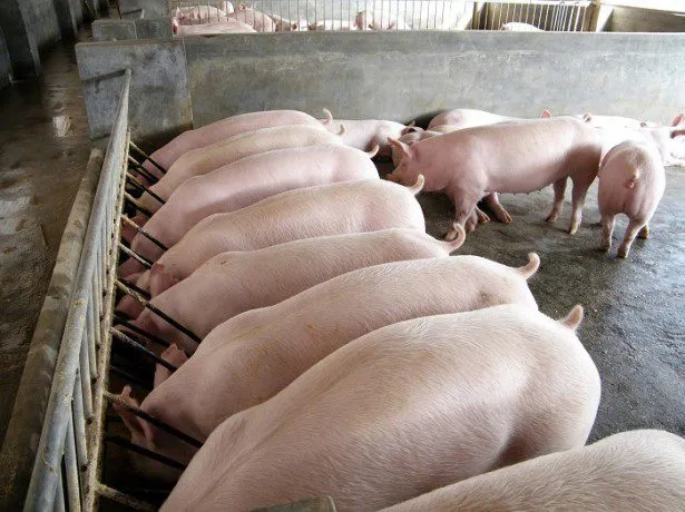 свиньи от 110...кг в Димитровграде 7