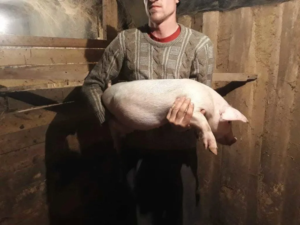 свиньи от 110...кг в Димитровграде 9