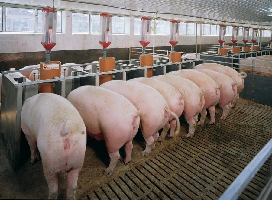 свиньи от 110...кг в Димитровграде 8