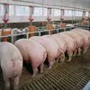 свиньи от 110...кг в Димитровграде 8