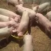 свиньи от 110...кг в Димитровграде 5
