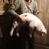 свиньи от 110...кг в Димитровграде