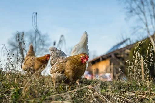 Суд закрыл дело о банкротстве «Урмарской» птицефабрики