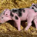 Вспышка африканской чумы свиней зарегистрирована в Чувашии