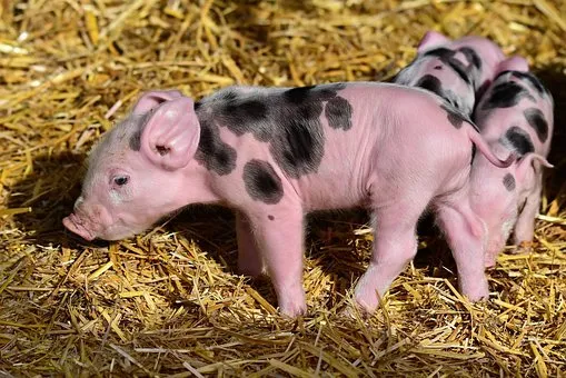 Вспышка африканской чумы свиней зарегистрирована в Чувашии  