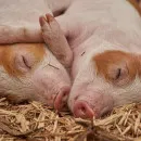 В Чувашии определили размер компенсации за изъятие свиней из-за АЧС