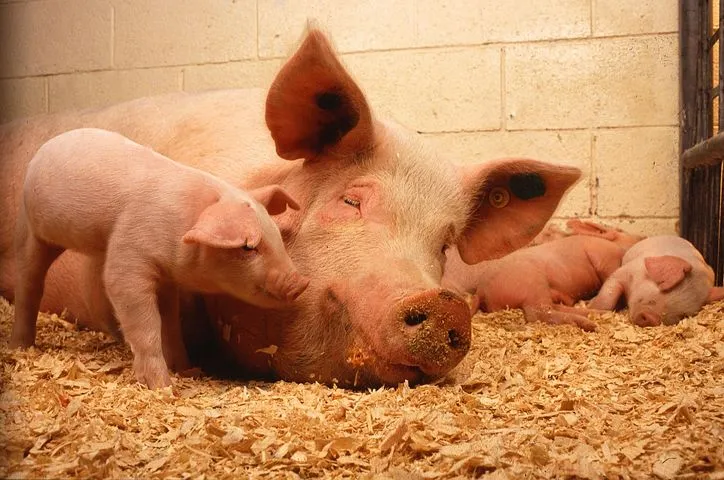 В Чувашии планируется открыть производство свинины объемом 45 тысяч тонн в год