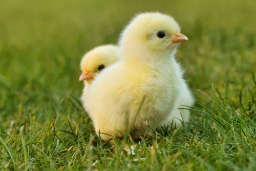 В Чувашии намерены создать племрепродуктор мощностью 60 млн штук инкубационного яйца в год ﻿