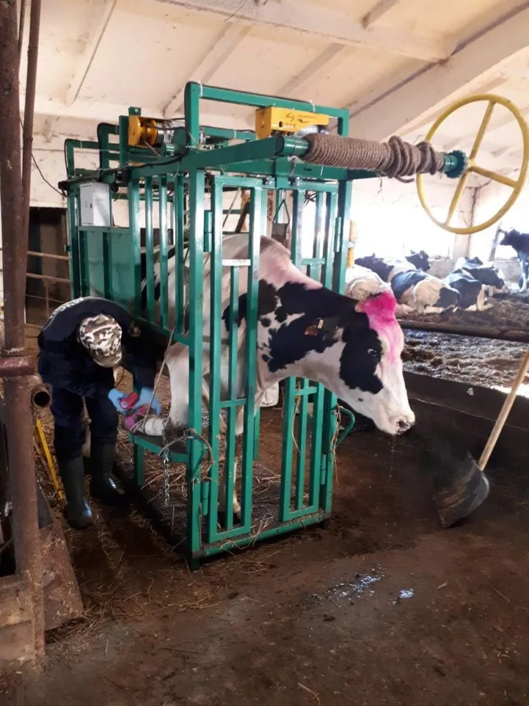станок для обработки копыт КРС в Чебоксарах