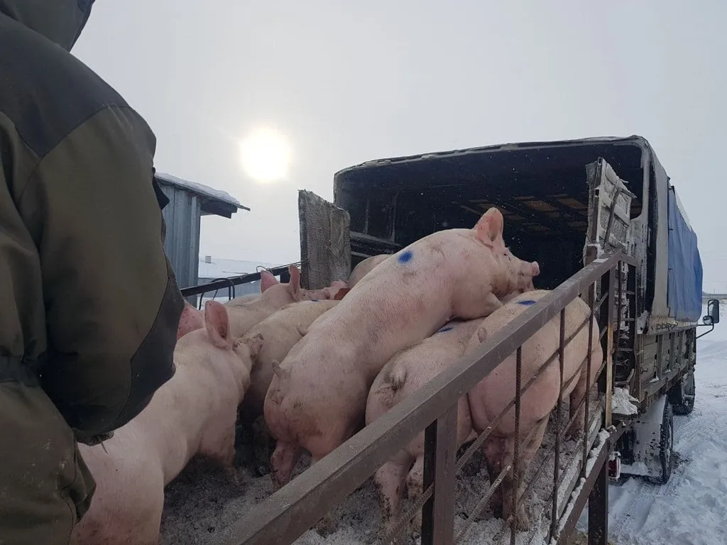 свиноматки, свиньи, поросята от 5-300 кг в Саранске и Республике Мордовия 8