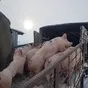 свиноматки, свиньи, поросята от 5-300 кг в Саранске и Республике Мордовия 8