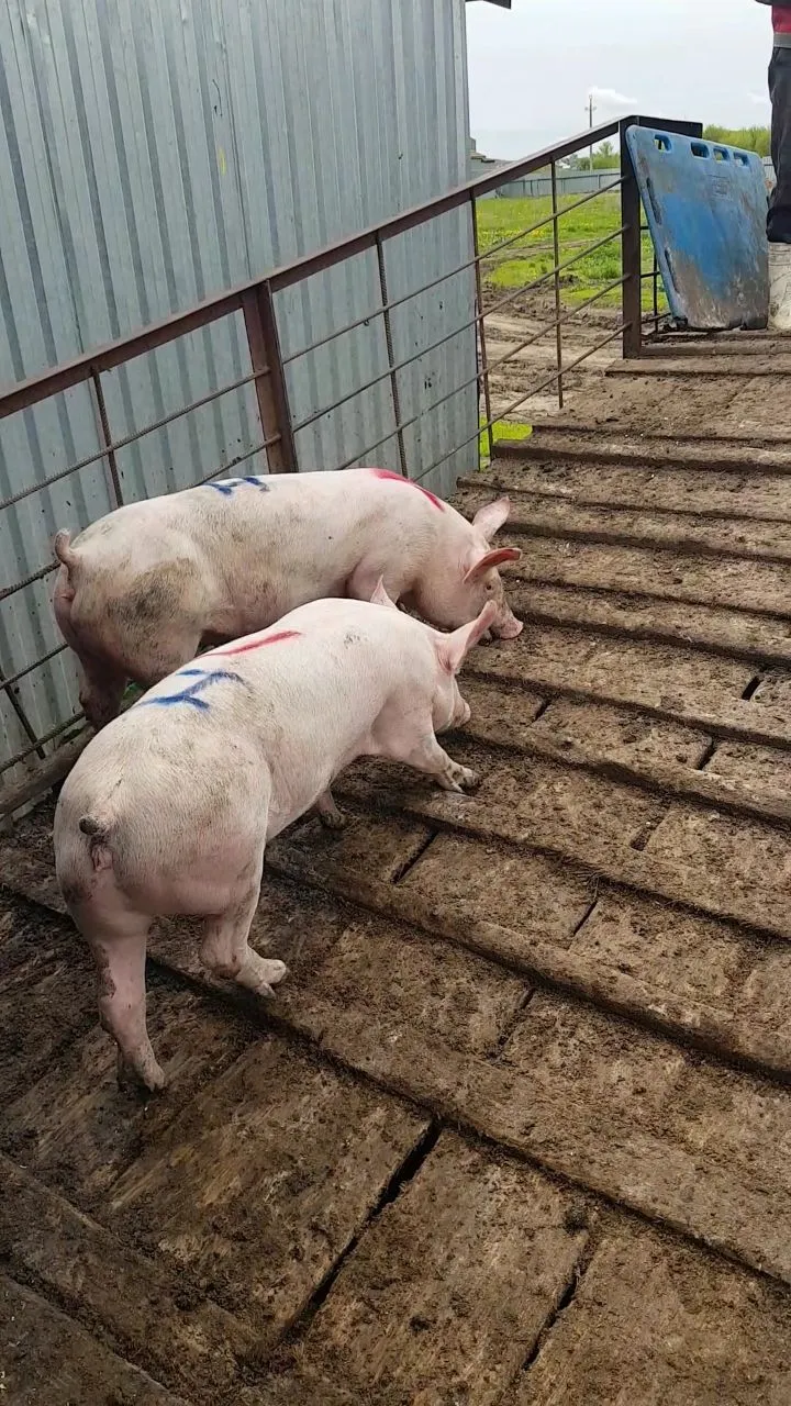 свиноматки, свиньи, поросята от 5-300 кг в Саранске и Республике Мордовия 3