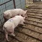 свиноматки, свиньи, поросята от 5-300 кг в Саранске и Республике Мордовия 3