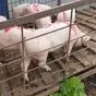 свиноматки, свиньи, поросята от 5-300 кг в Саранске и Республике Мордовия 2