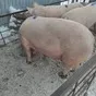 свиноматки, свиньи, поросята от 5-300 кг в Саранске и Республике Мордовия 7