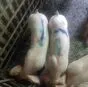 свиноматки, свиньи, поросята от 5-300 кг в Саранске и Республике Мордовия 4