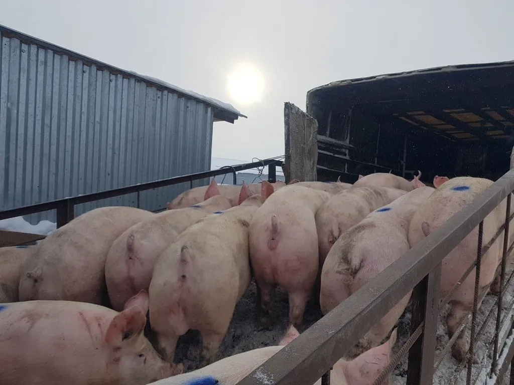 свиноматки, свиньи, поросята от 5-300 кг в Саранске и Республике Мордовия 9