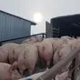 свиноматки, свиньи, поросята от 5-300 кг в Саранске и Республике Мордовия 9