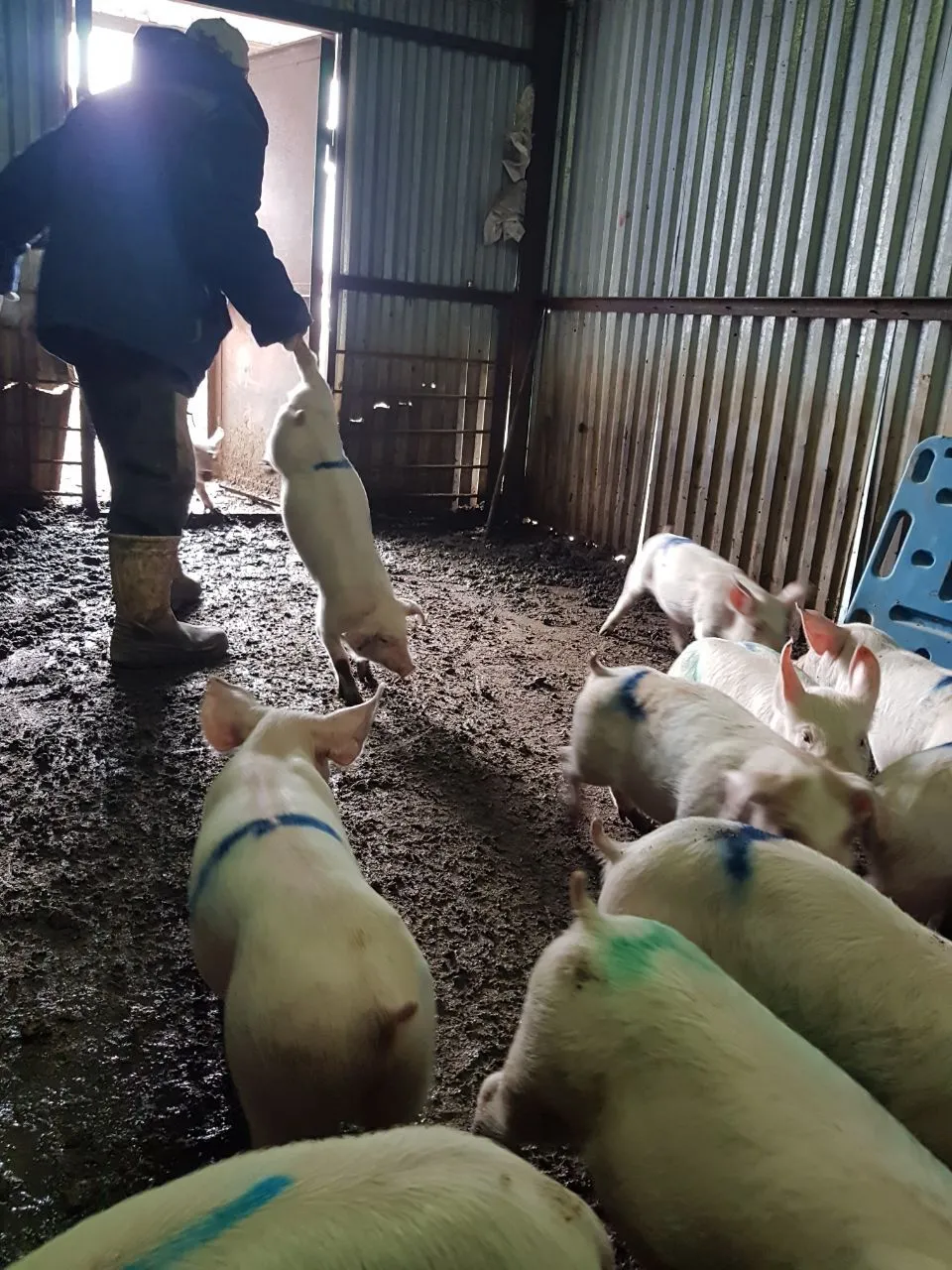 свиноматки, свиньи, поросята от 5-300 кг в Саранске и Республике Мордовия 5