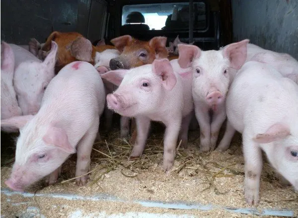 свиноматки, свиньи, поросята от 5-300 кг в Саранске и Республике Мордовия 10