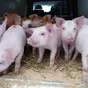 свиноматки, свиньи, поросята от 5-300 кг в Саранске и Республике Мордовия 10