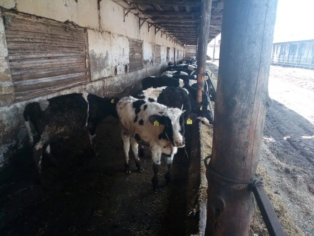 бычки телята  в Канаше
