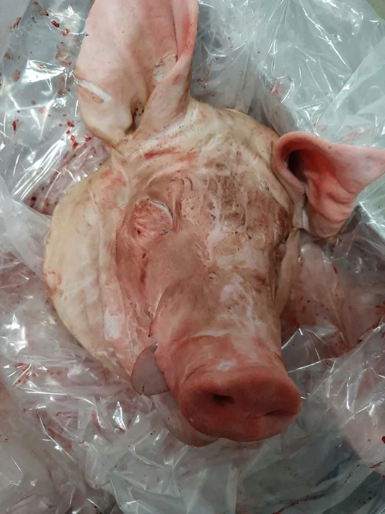 голова свиная неограбленная 35 р./кг в Чебоксарах