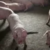  свиней  в Чебоксарах