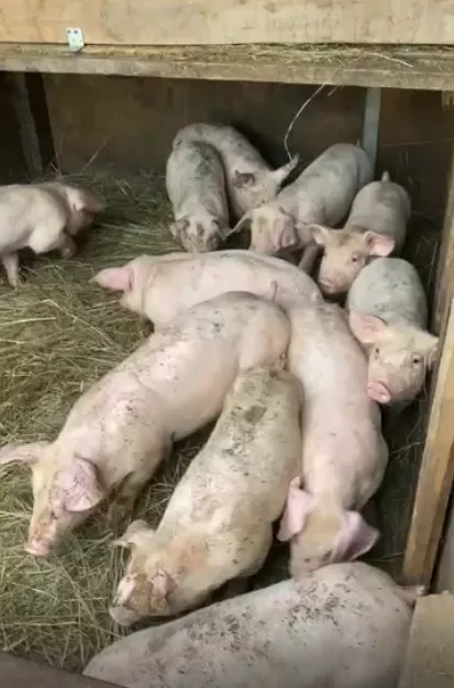 свиньи, свиноматки, поросята (оптом) в Чебоксарах и Чувашии 5