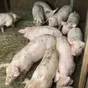свиньи, свиноматки, поросята (оптом) в Чебоксарах и Чувашии 5