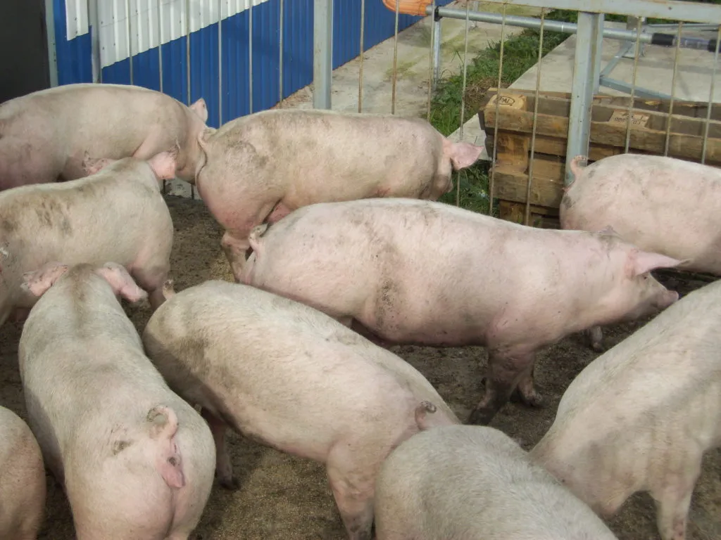 свиньи, свиноматки, поросята (оптом) в Чебоксарах и Чувашии 10