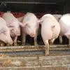 свиньи, свиноматки, поросята (оптом) в Чебоксарах и Чувашии 8