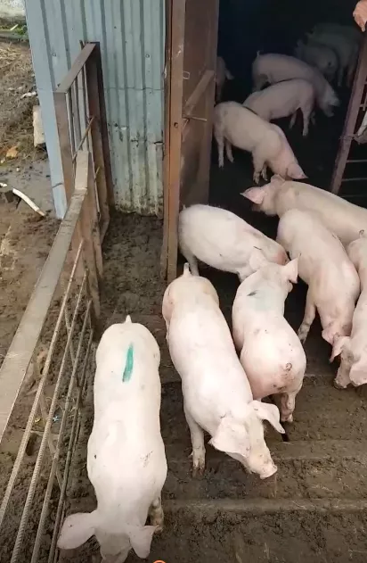 свиньи, свиноматки, поросята (оптом) в Чебоксарах и Чувашии 4