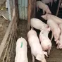 свиньи, свиноматки, поросята (оптом) в Чебоксарах и Чувашии 4