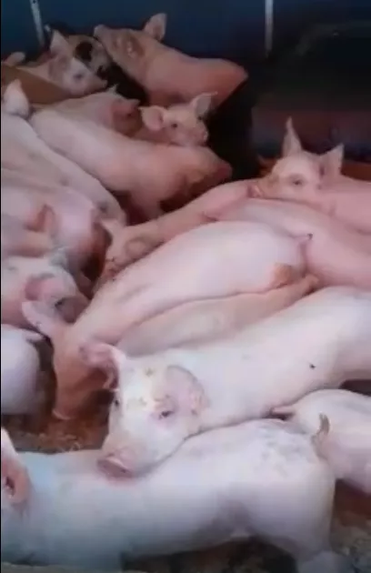 свиньи, свиноматки, поросята (оптом) в Чебоксарах и Чувашии