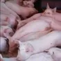 свиньи, свиноматки, поросята (оптом) в Чебоксарах и Чувашии 2
