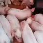 свиньи, свиноматки, поросята (оптом) в Чебоксарах и Чувашии 6