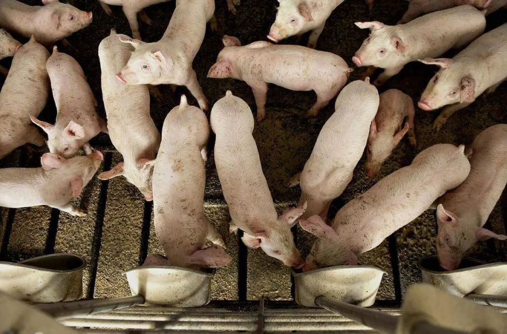 свиньи, свиноматки, поросята (оптом) в Чебоксарах и Чувашии 9