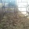 50 руб/км скотовоз в Чебоксарах и Чувашии 2