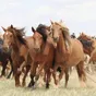 лошади, жеребята  в Чебоксарах и Чувашии